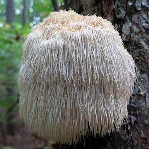 Cacao Lion’s Mane – Brain Booster