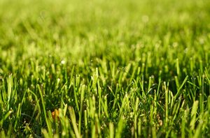 Products: Delivered – Ultimate Lawn Pack 4x1kg Lawn Fertiliser