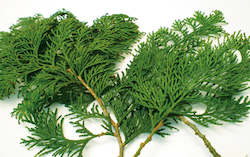 Essential Oils: Hinoki Essential Oil 5ML