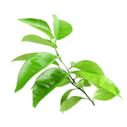 Essential Oils: Pettigrain Essential Oil 5ML