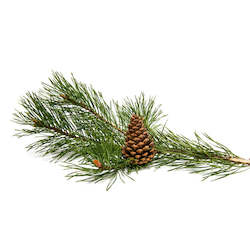 Essential Oils: Pine Essential Oil 5ML