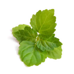 Essential Oils: Patchouli Essential Oil 5ML