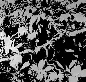 BRANCH OF THE FAMILY