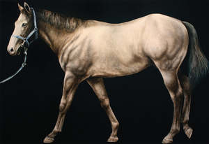 DARK HORSE