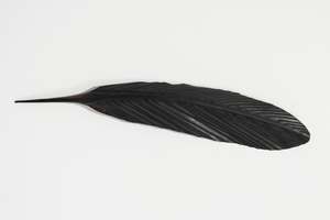 Mat Scott: TUI COPPER FEATHER (44 CM)