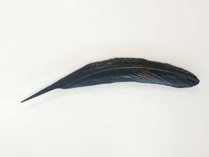 Mat Scott: TUI RUA COPPER FEATHER (42 CM)