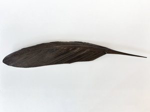 Mat Scott: TUI KAHU COPPER FEATHER (77 CM)