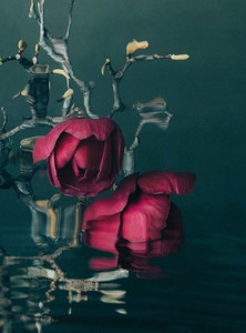 Catherine Cattanach: MAGNOLIAS 02