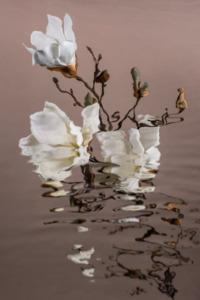 Catherine Cattanach: FLUX #12