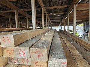 Products: NEW Lawson Cypress 75x50mm Musgroves