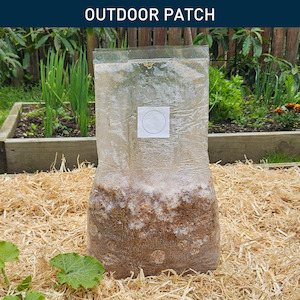 GROW: King Stropharia - Outdoor Patch