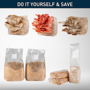 DIY - Oyster Mushrooms