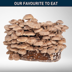 Home & Garden: Shiitake - Grow Kit