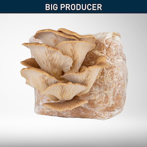 Home & Garden: Raglan Oyster - Grow Kit