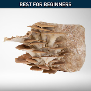 Phoenix Oyster - Grow Kit