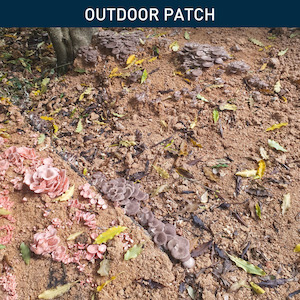 All: Oyster Mushroom | Outdoor Patch (Limited Edition)