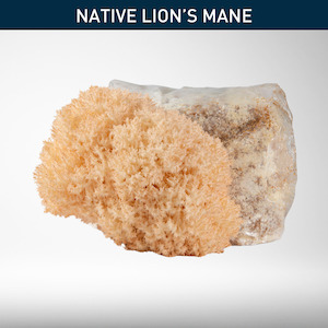 Pekepeke-Kiore (Native Lion's Mane) | Grow Kit