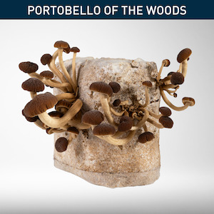 All: Tawaka | Grow Kit