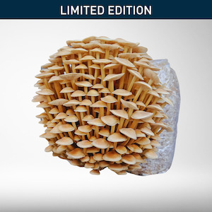 All: Golden Enoki | Grow Kit (16th June Shipping)