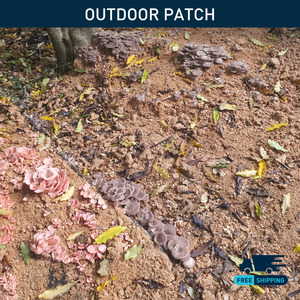 Oyster Mushroom | Outdoor Patch