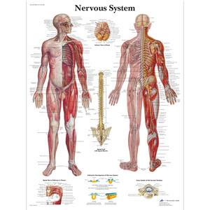 Charts: CHART THE NERVOUS SYSTEM