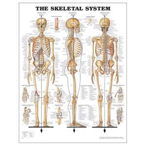 Charts: CHART THE SKELETAL SYSTEM