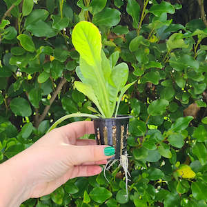 Accessories: Stonewool cube slab