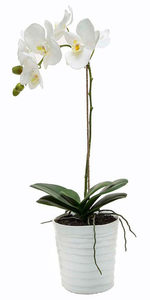 White Phalaenopsis Orchid Plant – Myrrh & Co Florist Mt Maunganui