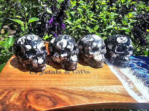 Skulls: Orthoceras Fossil Skull