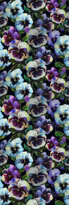 Budget Scarves: Pansies Print  Fine Merino  Designer Scarf