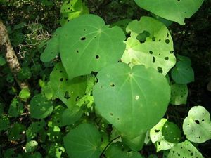 Products: Kawakawa dried whole leaf (A5 size pkt)