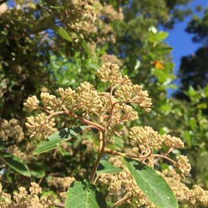 Products: Kumarahou dried whole leaf (A5 size pkt)