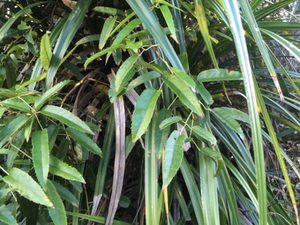 Products: Tātarāmoa dried whole leaf (A5 size pkt)