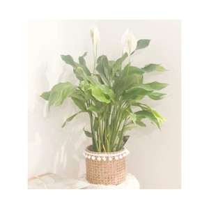 Simply Elegant- "Peace Lily