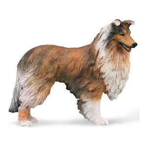 Science Biology Animals: Rough Collie L