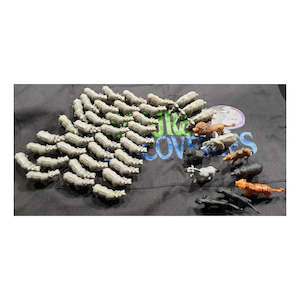 Science Biology Animals: Wild Animals Asst