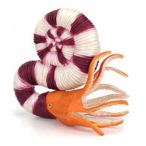 Science Biology Prehistoric: Pravitoceras L