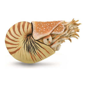 Nautilus Pompilius
