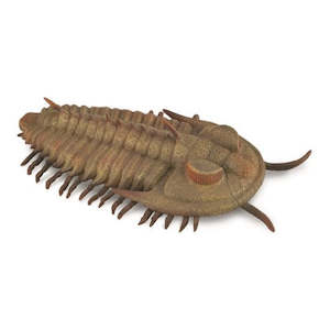 Science Biology Prehistoric: Redlichia Rex Trilobite L