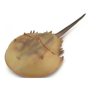 Science Biology Prehistoric: Horseshoe Crab XL Replica