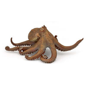 Octopus