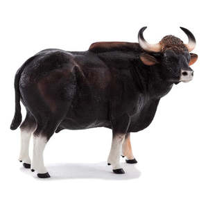 Gaur Bull