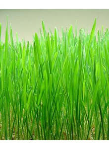 Wheatgrass: Wheatgrass seeds 1KG or 3KG bulk NZ grown