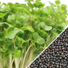 Green Broccoli seeds for microgreens:  100g, 600g or 1kg