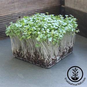 Microgreens 1: Kohlrabi -white microgreen seeds.  100gm or 600gm (Great for the heart)