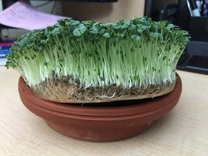 Microgreens 1: Basil (sweet Genovese) seeds.  100gm $26.50