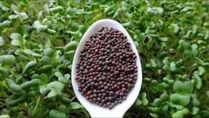Microgreens 1: Pak Choi (Dark Dragon) seeds  100gm or 600gm