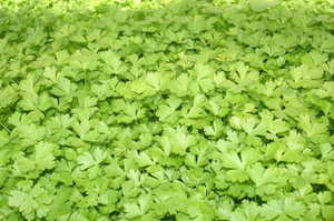 Microgreens 1: Parsley microgreens 50gm