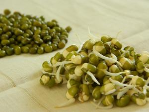 Sprouting: Mung Bean (ORGANIC)  1kg