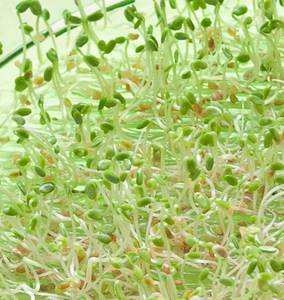 Sprouting: Seeds: Red clover (ORGANIC) 100gm or 600gm